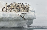 Penguins jumping Poster och Canvastavla