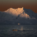 Antarctica in my memory Poster och Canvastavla