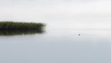 The lone fisher Poster och Canvastavla