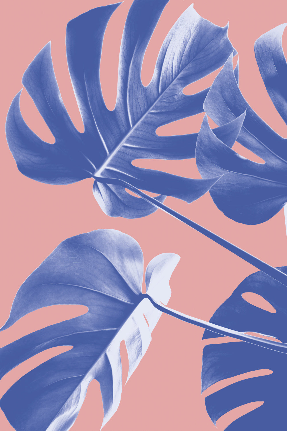 Monstera Purple 06 Poster och Canvastavla