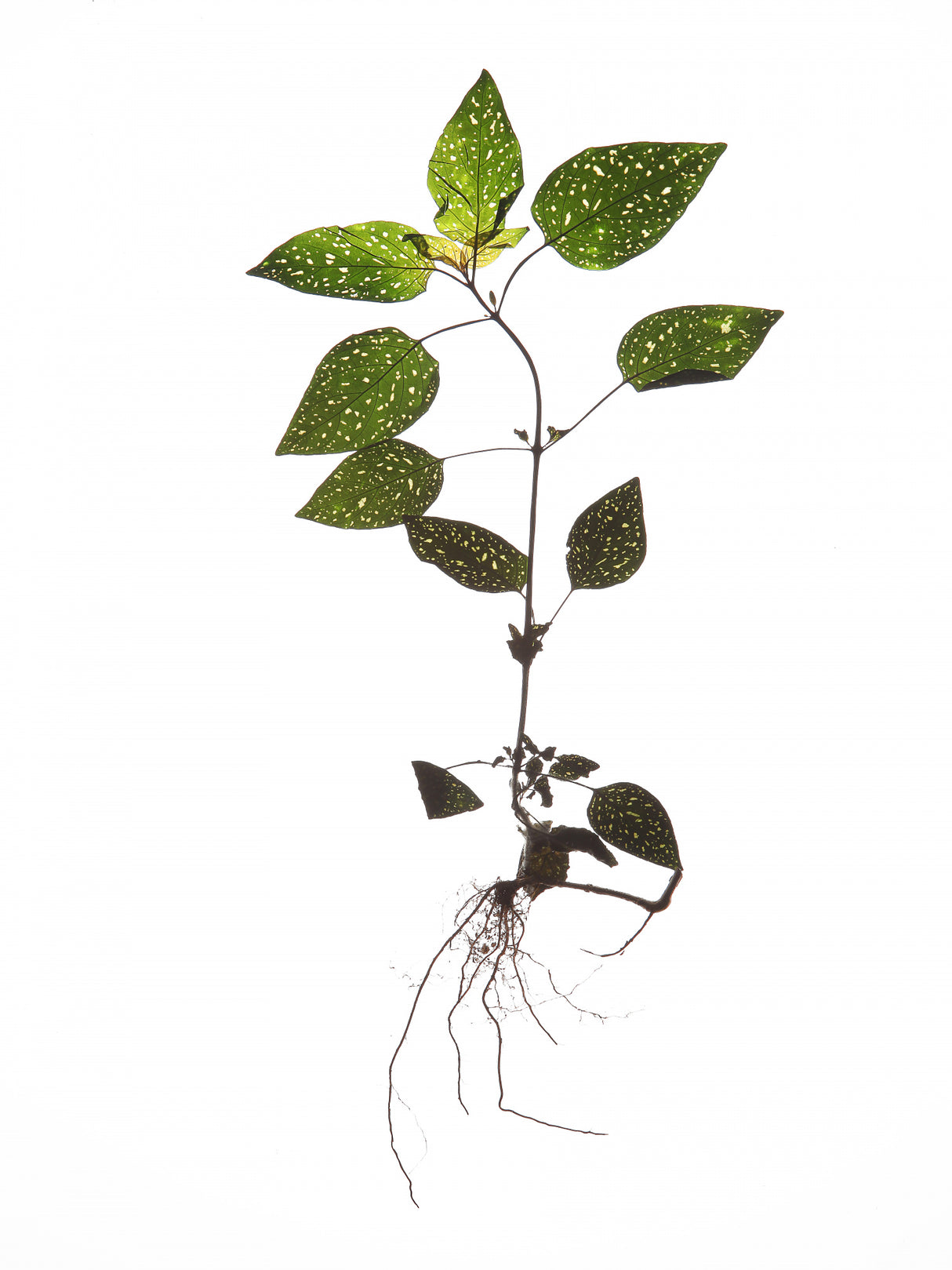 Herbarium 01 Poster och Canvastavla