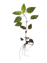 Herbarium 01 Poster och Canvastavla