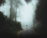 The mystique forest Poster och Canvastavla