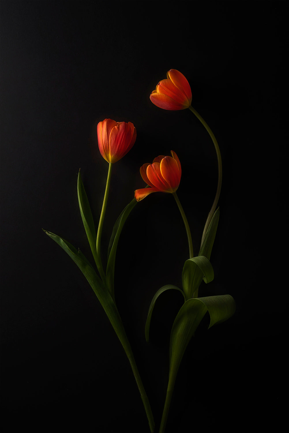 Three Tulips Poster och Canvastavla