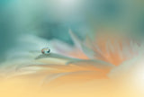 Breathe in the Light...III Poster och Canvastavla