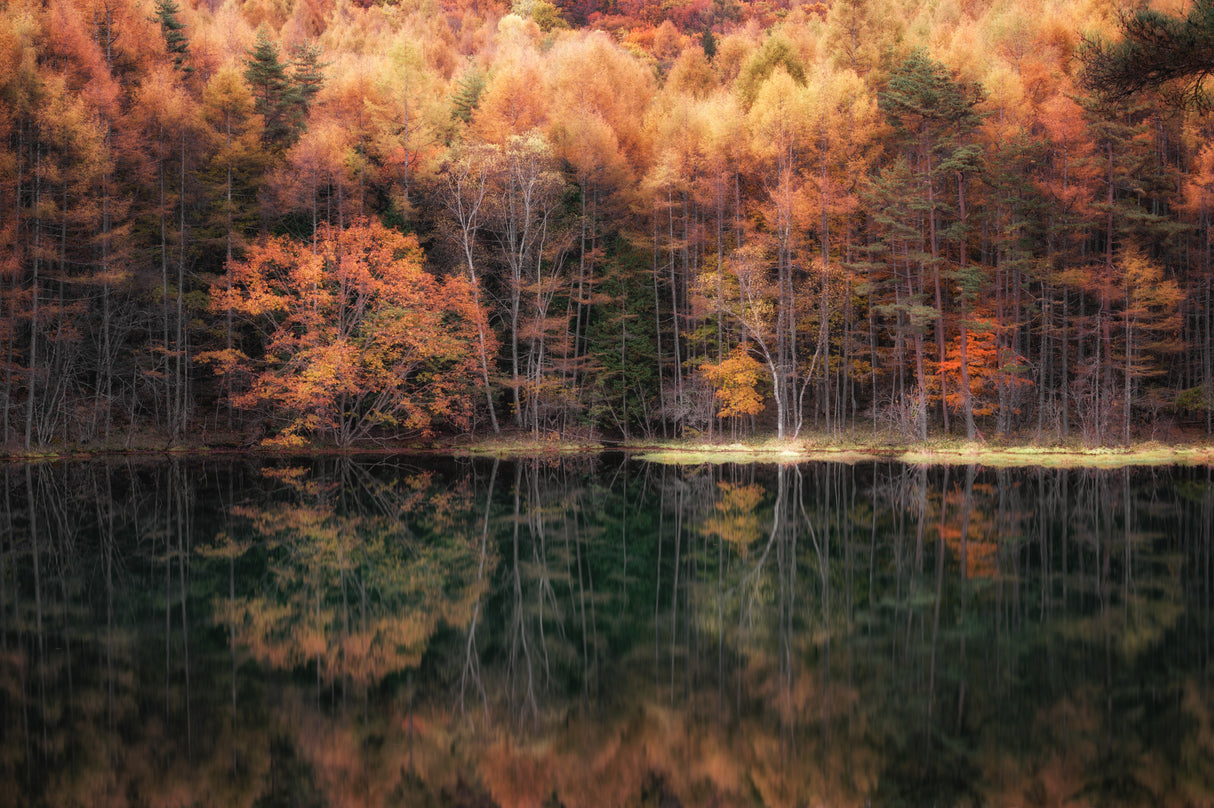 Beautiful reflection in Autumn Poster och Canvastavla