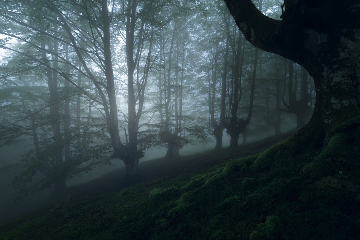 Foggy forest Poster och Canvastavla