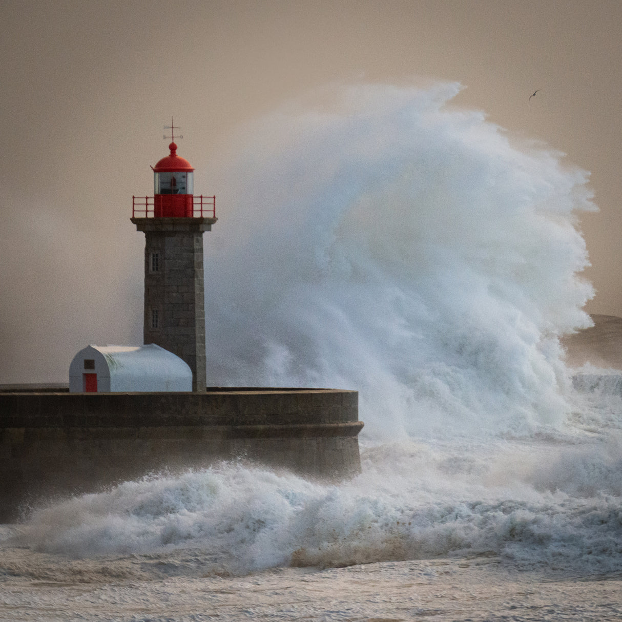Storm Plume Poster och Canvastavla
