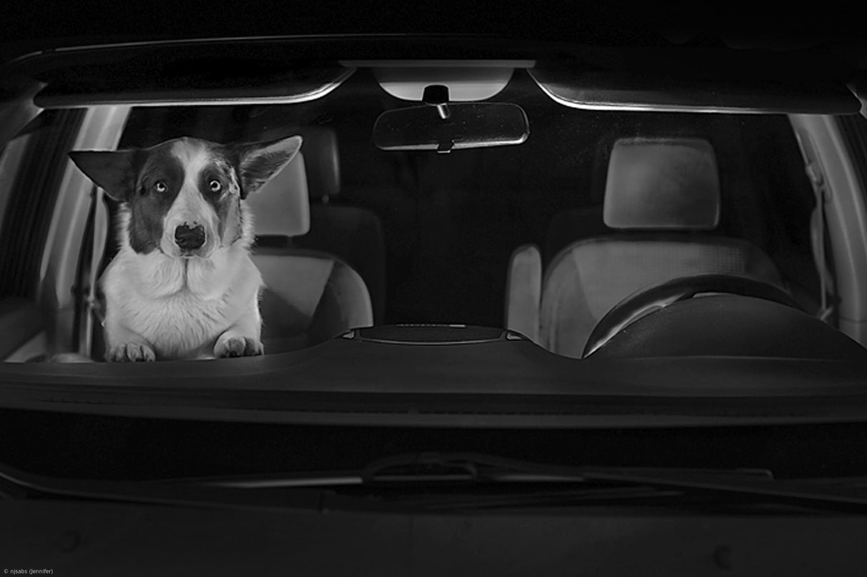 Drive In Movie Poster och Canvastavla