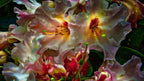 Rhody Delight Poster och Canvastavla