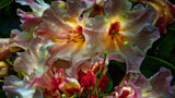 Rhody Delight Poster och Canvastavla
