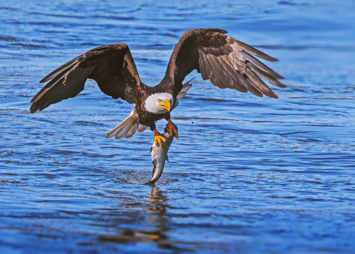 Eagle in Action Poster och Canvastavla