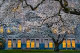 Morning at University of Washington Poster och Canvastavla