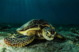 Green turtle Poster och Canvastavla