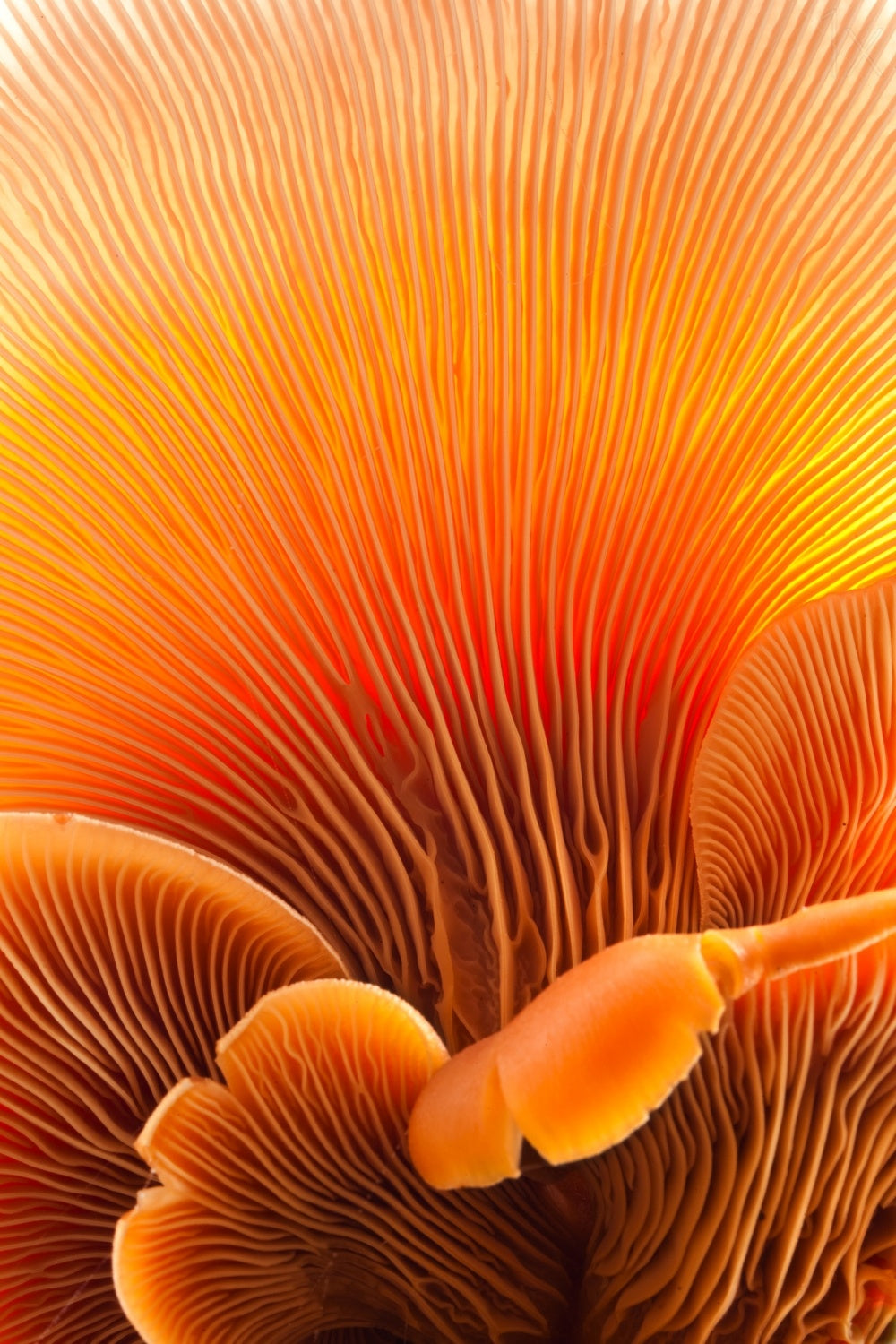 Fungal Forest Poster och Canvastavla