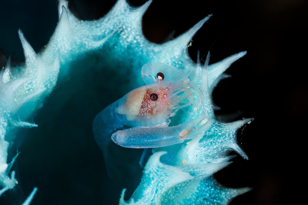 Shrimp in a blue sponge Poster och Canvastavla