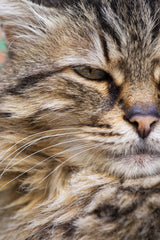 cute cat Poster och Canvastavla