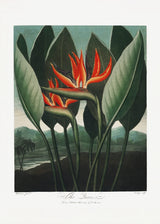 The Queen–Plant from The Temple of Flora (1807) Poster och Canvastavla