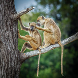 Two Baboons Poster och Canvastavla