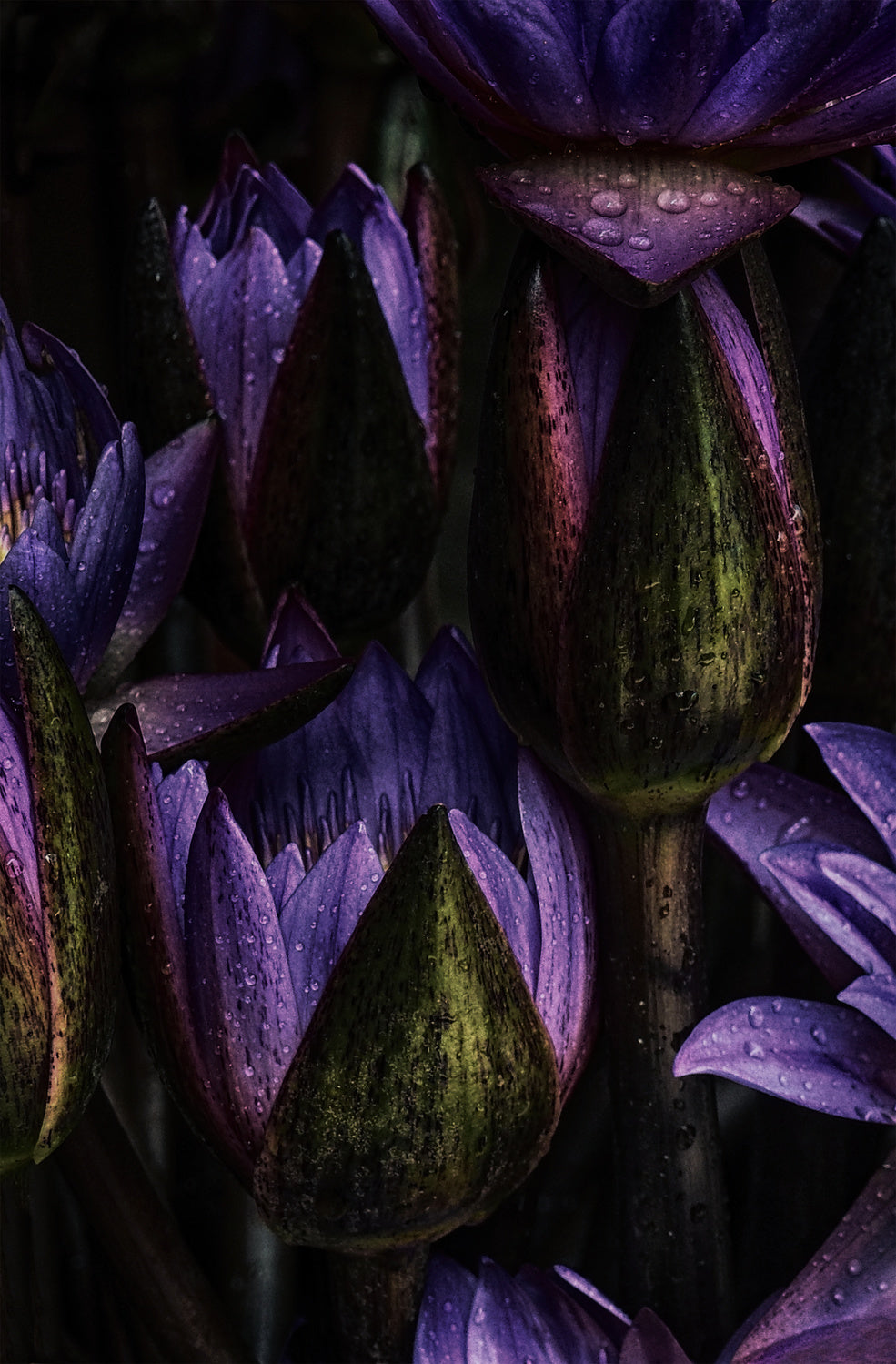 Lotus Poster och Canvastavla