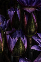 Lotus Poster och Canvastavla