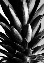 Pine B&w Poster och Canvastavla