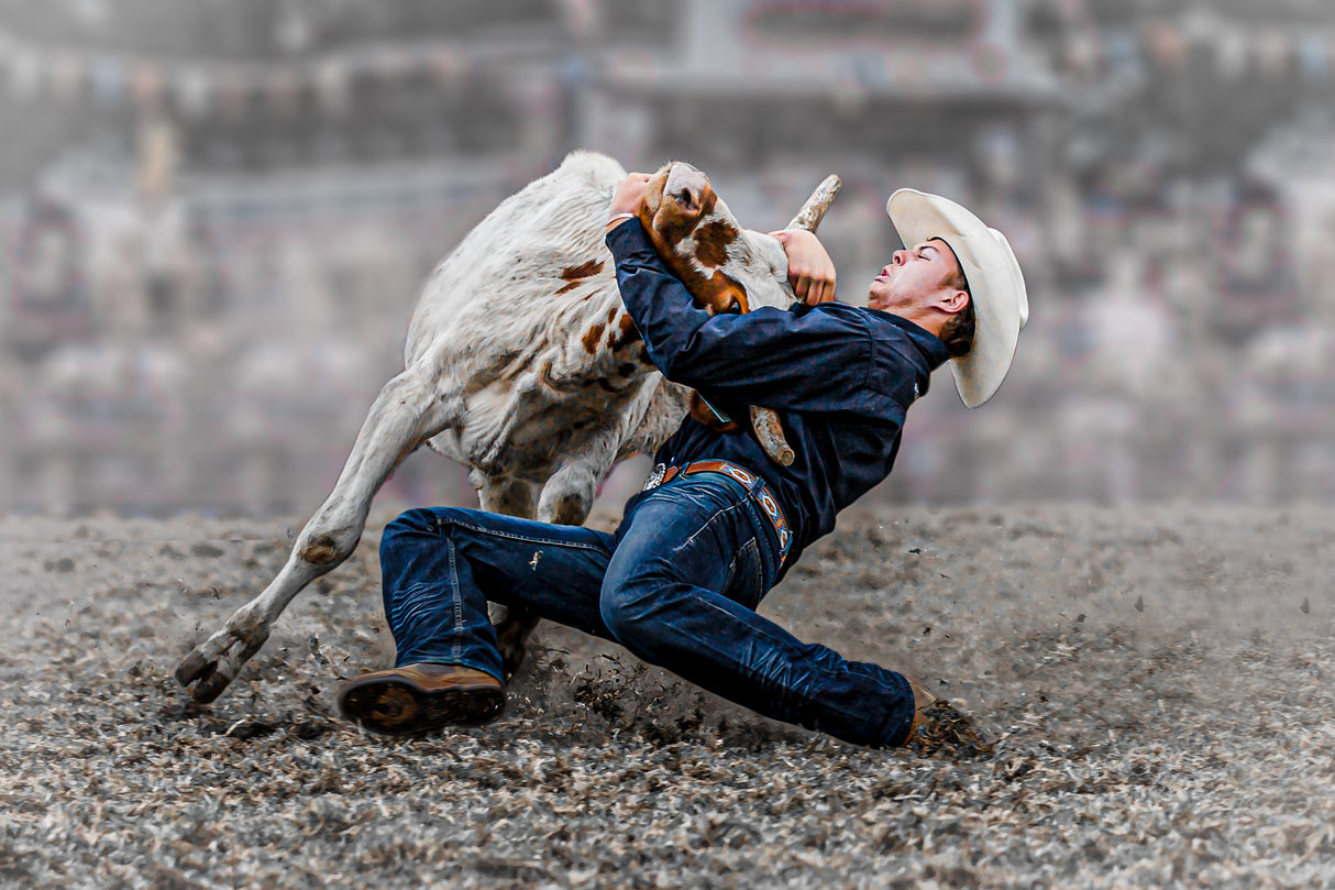 Steer Wrestling Poster och Canvastavla