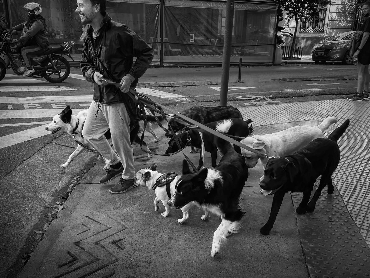Dog walker and his dogs Poster och Canvastavla