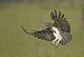 Martial Eagle Poster och Canvastavla
