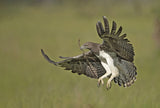 Martial Eagle Poster och Canvastavla