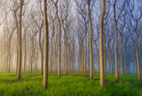 Morning of the Forest Poster och Canvastavla