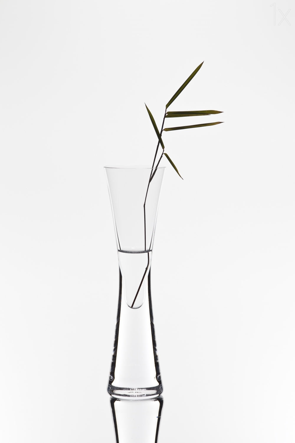 bamboo Poster och Canvastavla