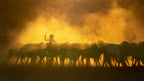 The Little shepherd Poster och Canvastavla