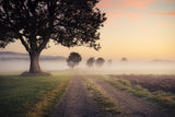 Mystic Path Poster och Canvastavla