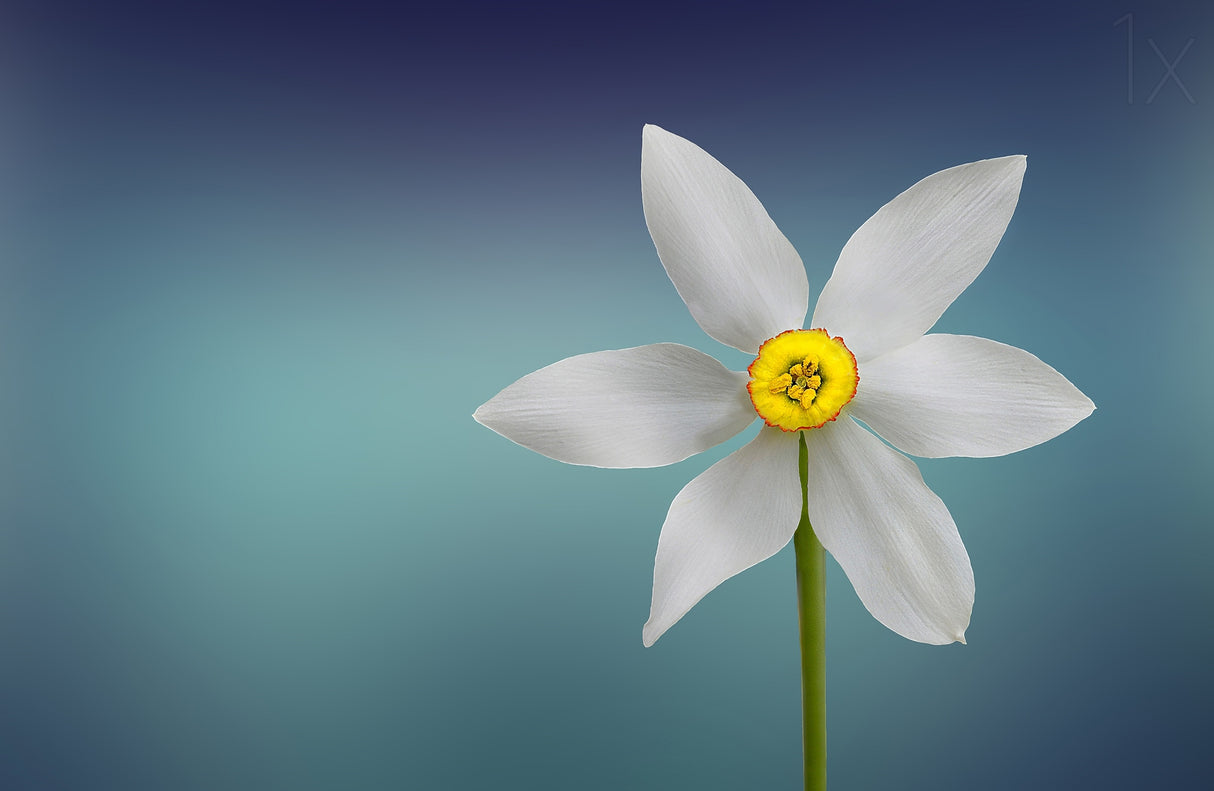 Flower of Paradise Poster och Canvastavla