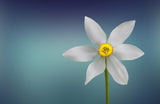 Flower of Paradise Poster och Canvastavla