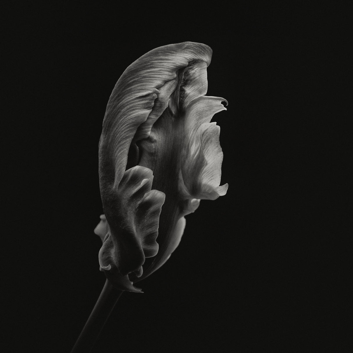Trying to unfold Poster och Canvastavla