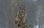 On Watch Poster och Canvastavla