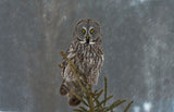 On Watch Poster och Canvastavla