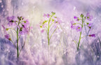 Mornings glittering Poster och Canvastavla