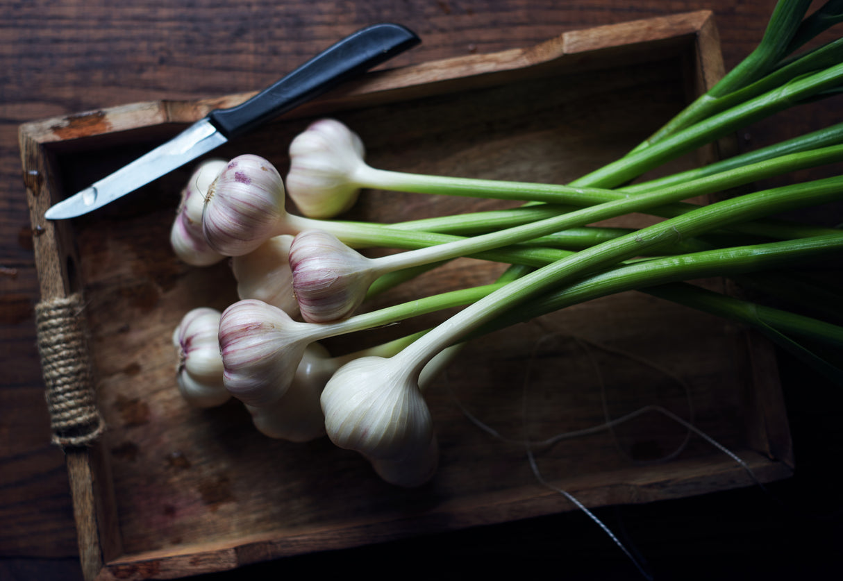 GarliC Poster och Canvastavla