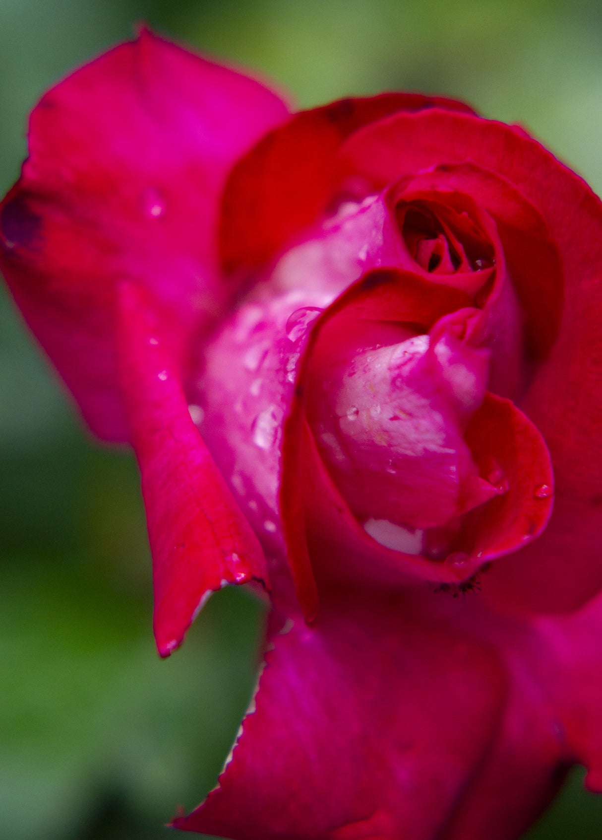 rose close up Poster och Canvastavla