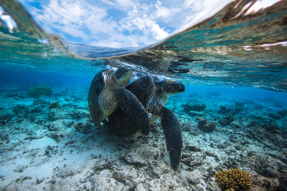 Turtle Coupling Poster och Canvastavla