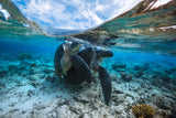 Turtle Coupling Poster och Canvastavla