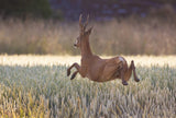 Deers flying over the cornfield Poster och Canvastavla