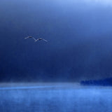 Swans Poster och Canvastavla