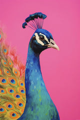 Beautiful Peacock Poster och Canvastavla