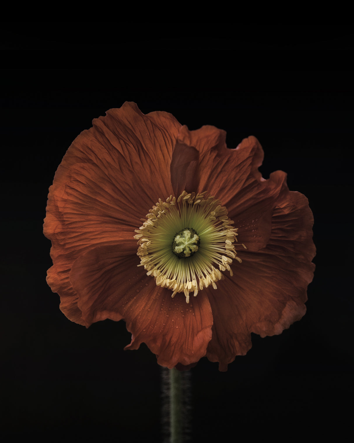 Poppy Poster och Canvastavla