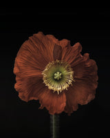 Poppy Poster och Canvastavla