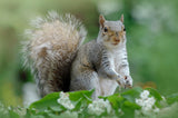 Eastern Grey Squirrel Poster och Canvastavla